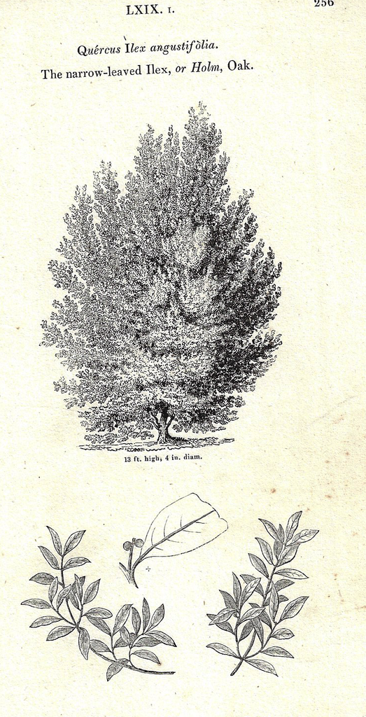Loudon's - HOLM OAK - Trees of Britain - Lithogrpaph - 1838
