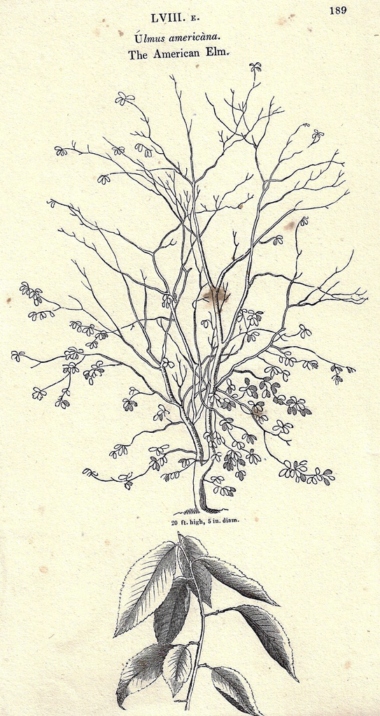 Loudon's - THE AMERICAN ELM - Trees of Britain - Lithogrpaph - 1838