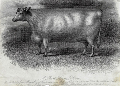 SHORT HORN COW