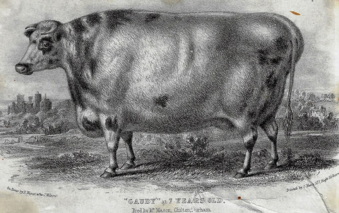 GUADY AT 7 YEARS OLD - COW