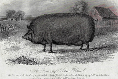 A BOAR OF THE SMALL BREED