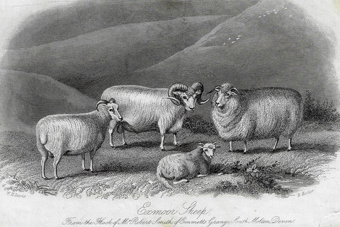 EXMOOR SHEEP