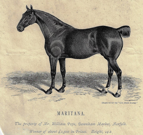 MARITANA - WINNING HORSE