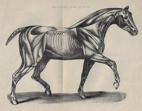 MUSCLES OF THE HORSE