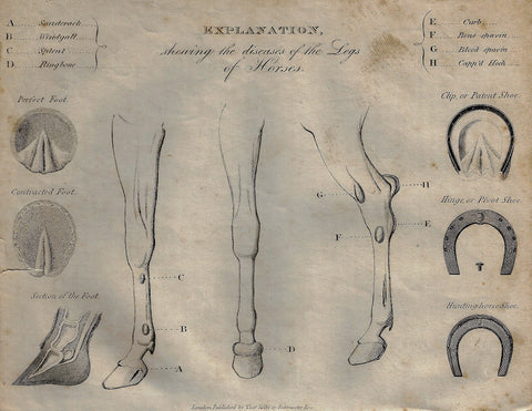 EXPLANATION SHEWING THE DISEASES OF HORSES LEGS