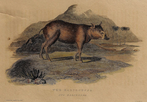 Whittaker's - "THE BABIROUSSA" - 1825 - Copper Engraving