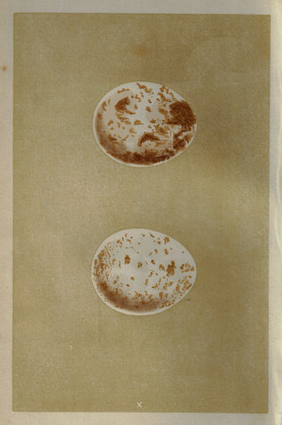 Morris's Bird Eggs - "KITE" - Hand Colored Wood Engraving - 1856
