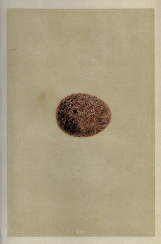 Morris's Bird Eggs - "PEREGRINE FALCON" - Hand Colored Wood Engraving - 1856