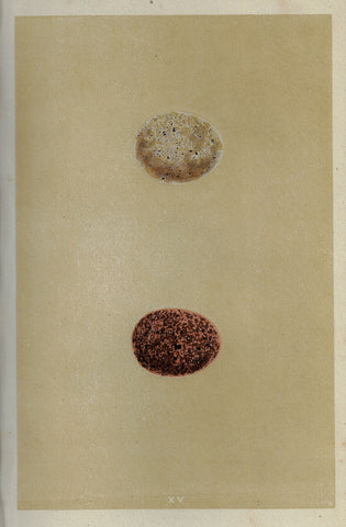 Morris's Bird Eggs - "ORANGE LEGGED HOBBY" - Hand Colored Wood Engraving - 1856
