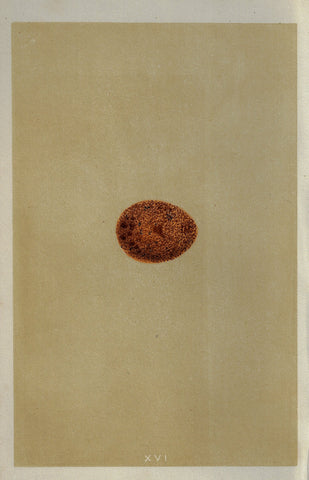 Morris's Bird Eggs - "MERLIN" - Hand Colored Wood Engraving - 1856