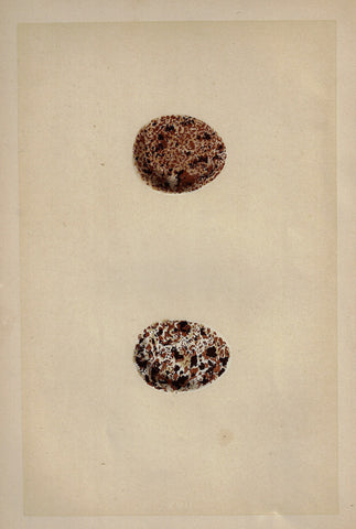 Morris's Bird Eggs - "KESTREL" - Hand Colored Wood Engraving - 1856