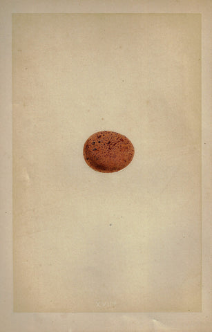 Morris's Bird Eggs - "LESSER KESTREL" - Hand Colored Wood Engraving - 1856