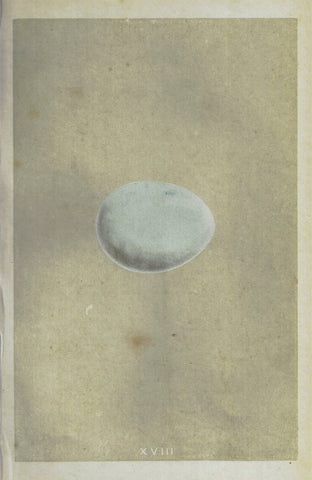 Morris's Bird Eggs - "GOSHAWK" - Hand Colored Wood Engraving - 1856