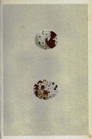Morris's Bird Eggs - "SPARROW HAWK" - Hand Colored Wood Engraving - 1856