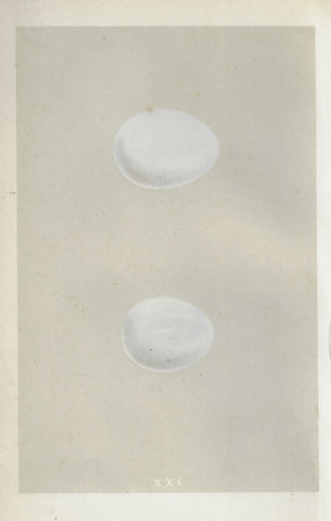 Morris's Bird Eggs - "HEN HARRIER" - Hand Colored Wood Engraving - 1856