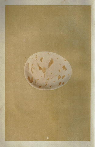 Morris's Bird Eggs - "ERNE" - Hand Colored Wood Engraving - 1856