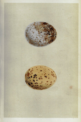 Morris's Bird Eggs - "BUZZARD" - Hand Colored Wood Engraving - 1856