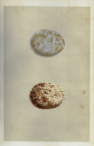 Morris's Bird Eggs - "ROUGH LEGGED BUZZARD" - Hand Colored Wood Engraving - 1856
