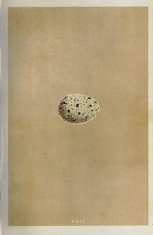 Morris's Bird Eggs - "CHOUGH" - Hand Colored Wood Engraving - 1856