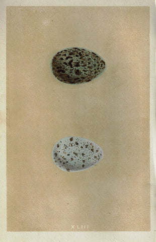 Morris's Bird Eggs - "RAVEN" - Hand Colored Wood Engraving - 1856