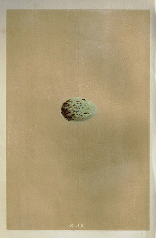 Morris's Bird Eggs - "NUTCRACKER" - Hand Colored Wood Engraving - 1856