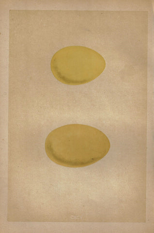Morris's Bird Eggs - "SURF SCOTER" - Hand Colored Wood Engraving - 1856