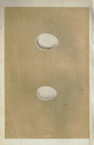 Morris's Bird Eggs - "BLACK WOODPECKER" - Hand Colored Wood Engraving - 1856