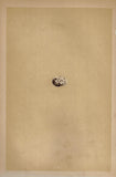 Morris's Bird Eggs - "SWALLOW" - Hand Colored Wood Engraving - 1856
