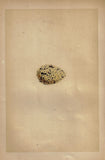 Morris's Bird Eggs - "ROSEATE TERN" - Hand Colored Wood Engraving - 1856