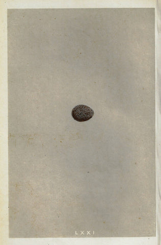 Morris's Bird Eggs - "ROCK PIPIT" - Hand Colored Wood Engraving - 1856