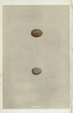 Morris's Bird Eggs - "SHORE LARK" - Hand Colored Wood Engraving - 1856