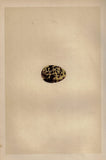 Bird Eggs - "WHITE WINGED BLACK TERN" -  Colored Engraving - 1856