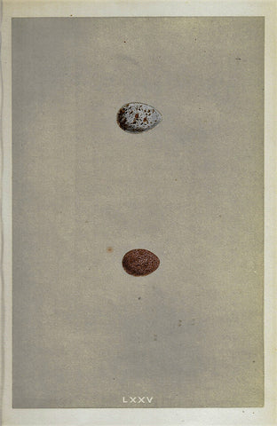 Bird Eggs - "LAPLAND BUNTING" -  Colored Engraving - 1856