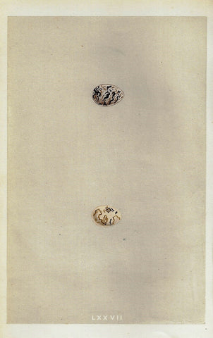 Bird Eggs - "BLACK HEADED BUNTING" -  Colored Engraving - 1856