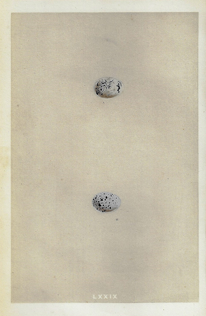 Bird Eggs - "CIRL BUNTING" -  Colored Engraving - 1856
