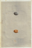 Bird Eggs - "RROW" -  Colored Engraving - 1856