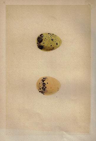 Bird Eggs - "COMMON TERN" -  Colored Engraving - 1856