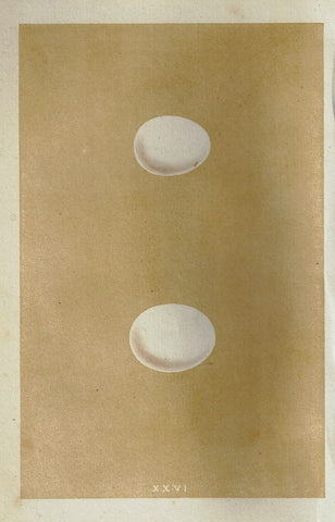 Morris's Bird Eggs - "TENGMALM'S OWL" - Hand Colored Wood Engraving - 1856