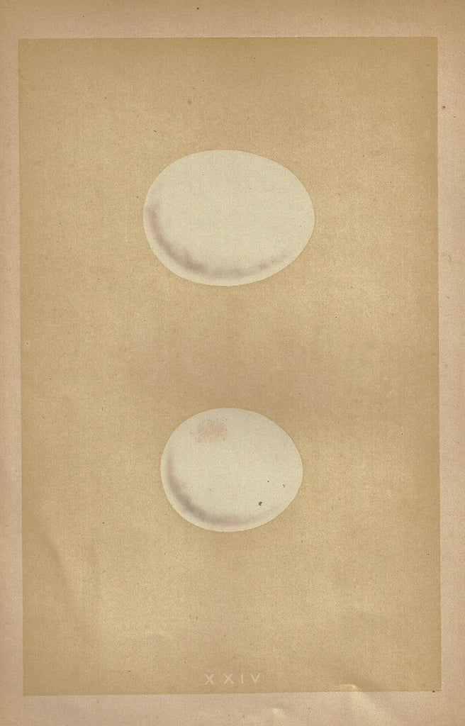 Morris's Bird Eggs - "TAWNY OWL" - Hand Colored Wood Engraving - 1856
