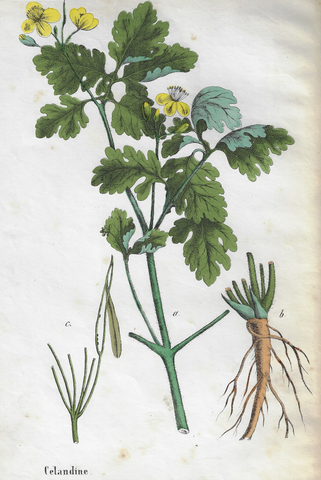 Poisonous Plants "CELANDINE" - Hand Colored Lithograph - c1850