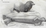 Shaw's  Zoology - "LEONINE SEAL & GREAT SEAL" - Copper Eng. - 1800