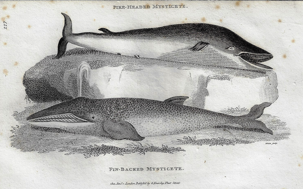 Shaw's  Zoology - "PIKE-HEADED MYSTICETE" - Copper Eng. - 1800