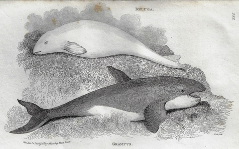 Shaw's  Zoology - "BELUGA & GRAMPUS WHALES" - Copper Eng. - 1800