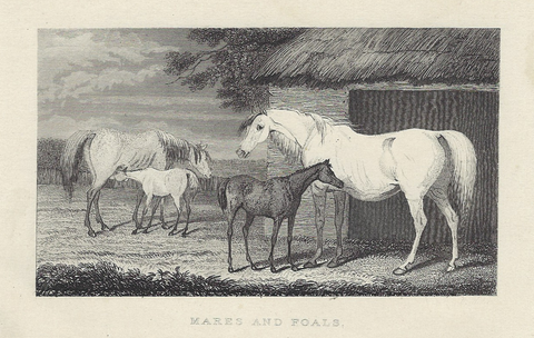 Sporting Magazine -  "MARES & FOALS" - Steel Engraving - c1880